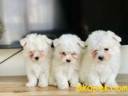 TERRIER MALTESE YAVRULARIMIZ 4