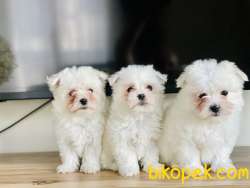 TERRIER MALTESE YAVRULARIMIZ 1