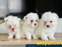 TERRIER MALTESE YAVRULARIMIZ 2