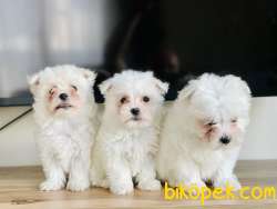 TERRIER MALTESE YAVRULARIMIZ 3