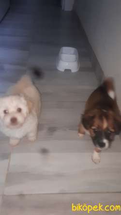 Terrier Maltıpo 1