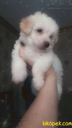 Terrier Maltıpo 3