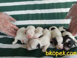 TERRİER YAVRULAR 3