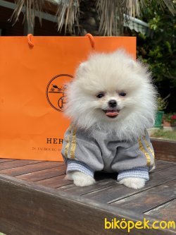Tesdy Bear Boo Dog  Pomeranian 0 Garantili 1