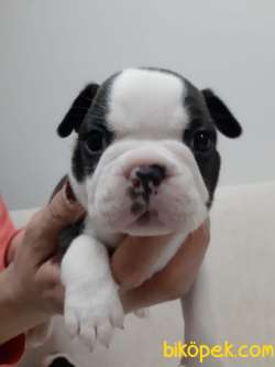 Teslime Hazır AB Pasaportlu Mikroçipli Boston Terrier Yavruları 3