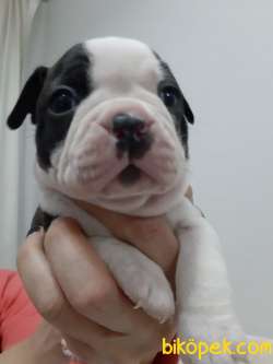 Teslime Hazır AB Pasaportlu Mikroçipli Boston Terrier Yavruları 2