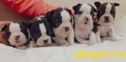 Teslime Hazır AB Pasaportlu Mikroçipli Boston Terrier Yavruları 1