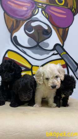 Teslime Hazır Black Maltipoo Yavrular 5
