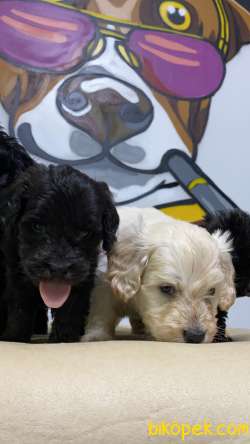 Teslime Hazır Black Maltipoo Yavrular 2