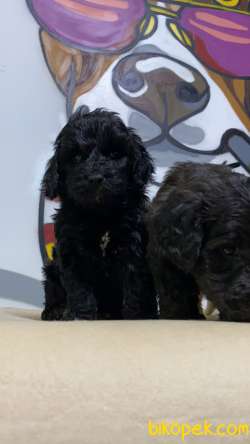 Teslime Hazır Black Maltipoo Yavrular 3