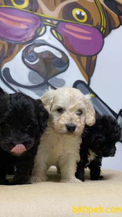 Teslime Hazır Black Maltipoo Yavrular 1