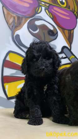 Teslime Hazır Black Maltipoo Yavrular 4