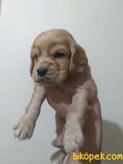 Teslime Hazır Irk Ve Sağlık Garantili Cocker Yavrular 3