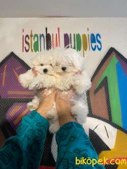 Teslime Hazır Irk Ve Sağlık Garantili Korean Maltese Terrier Yavr 2