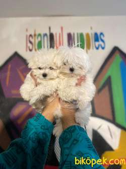 Teslime Hazır Irk Ve Sağlık Garantili Korean Maltese Terrier Yavr 3