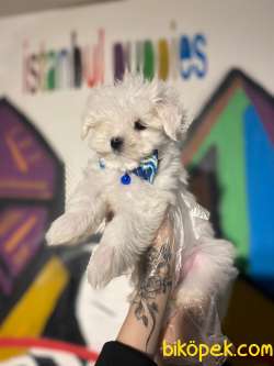 Teslime Hazır Irk Ve Sağlık Garantili Korean Maltese Terrier Yavr 2