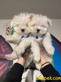 Teslime Hazır Irk Ve Sağlık Garantili Korean Maltese Terrier Yavr 1