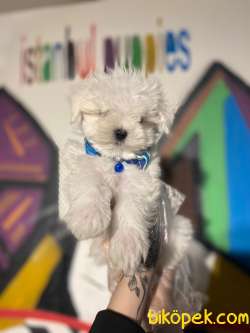Teslime Hazır Irk Ve Sağlık Garantili Korean Maltese Terrier Yavr 3
