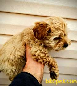 Teslime Hazır Irk Ve Sağlık Garantili Maltipoo Yavrular 3