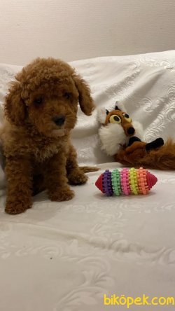 Teslime Hazır Irk Ve Sağlık Garantili Red Toy Poodle Yavrular 3