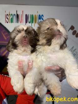 Teslime Hazır Irk Ve Sağlık Garantili Shih-tzu Yavrular 3