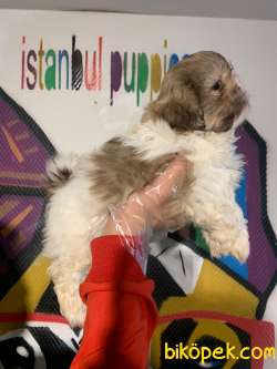 Teslime Hazır Irk Ve Sağlık Garantili Shih-tzu Yavrular 4