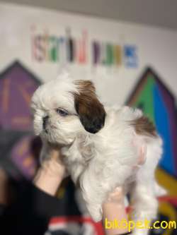 Teslime Hazır Irk Ve Sağlık Garantili Shih-tzu Yavrular 2