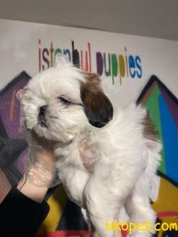Teslime Hazır Irk Ve Sağlık Garantili Shih-tzu Yavrular 1