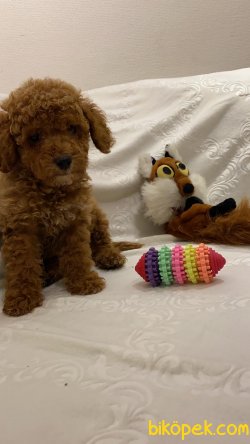 Teslime Hazır Irk Ve Sağlık Garantili Toy Poodle Yavrular 2