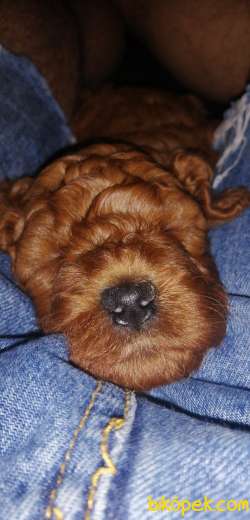 Sağlık Garantili Toy Poodle Yavrular 5