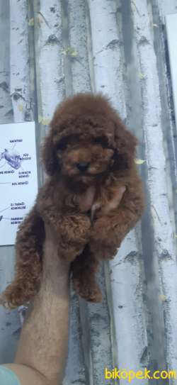 Sağlık Garantili Toy Poodle Yavrular 4