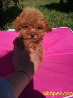 Sağlık Garantili Toy Poodle Yavrular 1