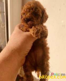 Sağlık Garantili Toy Poodle Yavrular 2