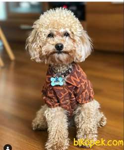 Sağlık Garantili Toy Poodle Yavrular 3