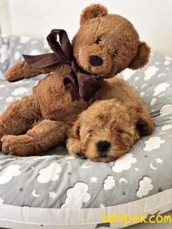 Teslime Hazır Irk Ve Sağlık Garantili Toy Poodle Yavrular 1