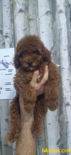 Teslime Hazır Irk Ve Sağlık Garantili Toy Poodle Yavrular 4