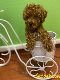 Teslime Hazır Irk Ve Sağlık Garantili Toy Poodle Yavrular 2