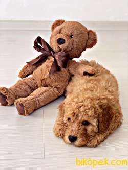 Teslime Hazır Irk Ve Sağlık Garantili Toy Poodle Yavrular 5