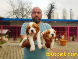 TESLİME HAZIR KİNG CHARLES YAVRULAR 3