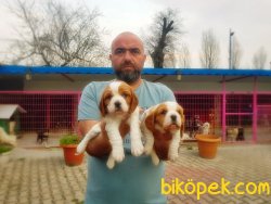 TESLİME HAZIR KİNG CHARLES YAVRULAR 5