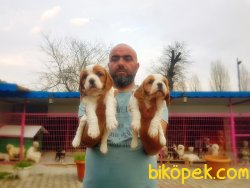 TESLİME HAZIR KİNG CHARLES YAVRULAR 2