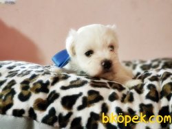 TESLİME HAZIR MALTESE TERRİER YAVRULARI 5