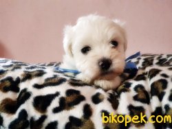 TESLİME HAZIR MALTESE TERRİER YAVRULARI 1