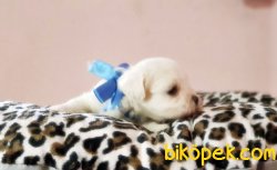 TESLİME HAZIR MALTESE TERRİER YAVRULARI 4