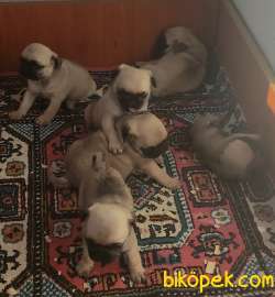 TESLİME HAZIR PUG MOPS YAVRULARI 2