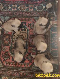 TESLİME HAZIR PUG MOPS YAVRULARI 5