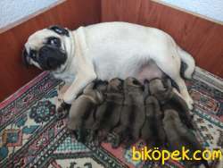 TESLİME HAZIR PUG MOPS YAVRULARI 3