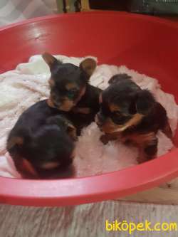 Teu Cup  Bebisler 1