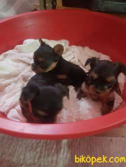 Teu Cup  Bebisler 3