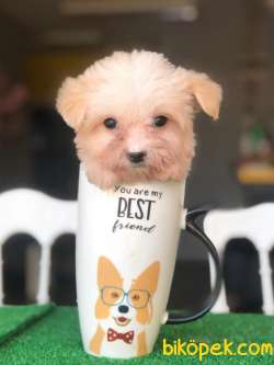 The Cup Maltis Terrier Baby 2